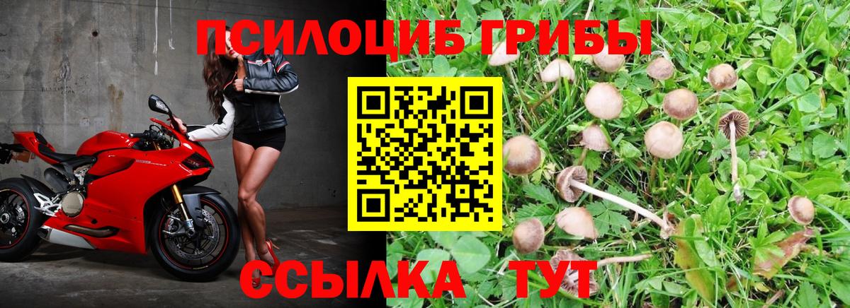 Нижний Новгород  Псилоцибиновые грибы Psilocybine cubensis  Вход с VPN 